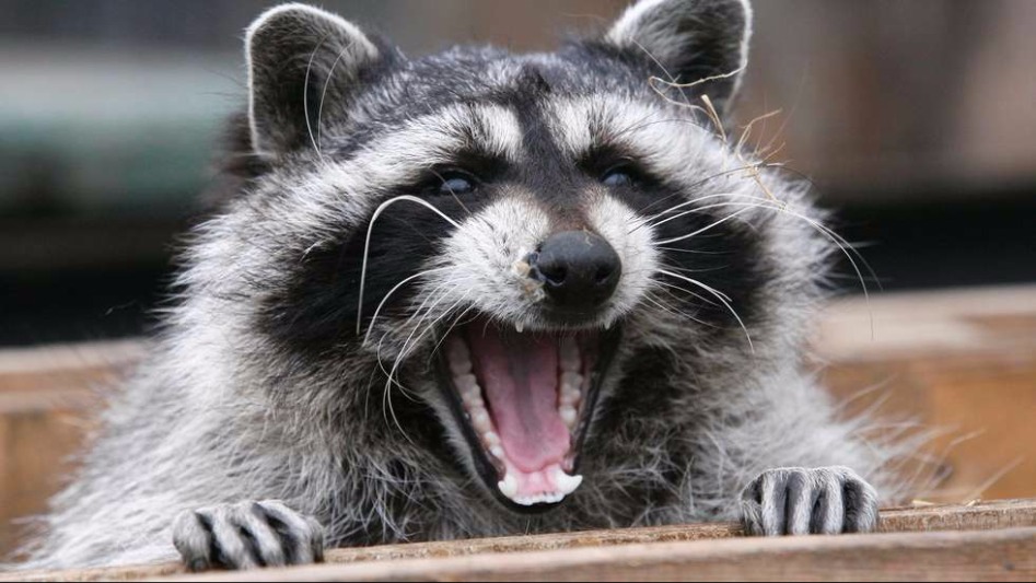 raccoons-in-your-attic-omega-animal-removal.jpg