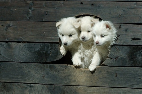 three_headed_puppy-600x399.jpg