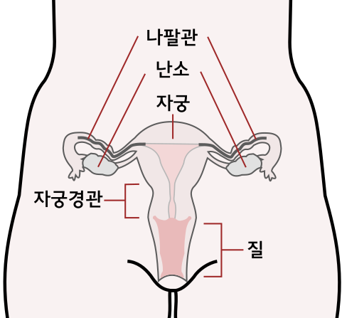 481px-Scheme_female_reproductive_system-ko.svg.png