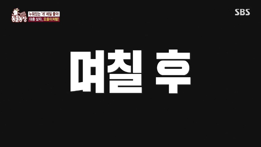 TV 동물농장.E886.181007.720p-NEXT.mp4_20181007_193459.072.jpg