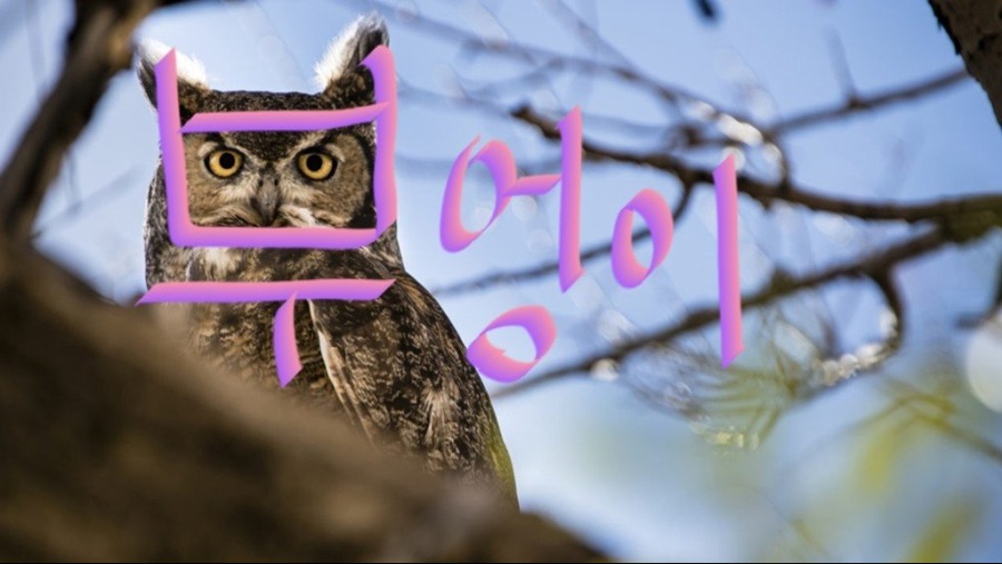 부엉이는 깃이 있고!.jpg