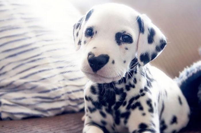 heart-shaped-nose-dalmatian-dog-wiley-2-5c62be3f8f197__700.jpg