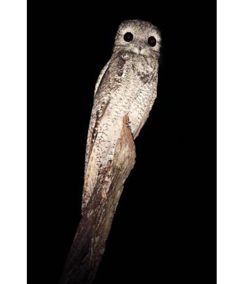 Common-Potoo-Nyctibius-Griseus-Nocturnal-SDL233788588-1-0edc8.jpg