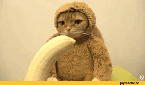 바나나를_좋아하는_원숭이_03.gif
