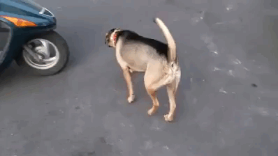 개 자연스럽...gif1