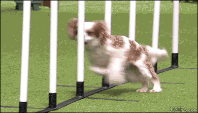 168ab89974211a1ea.gif
