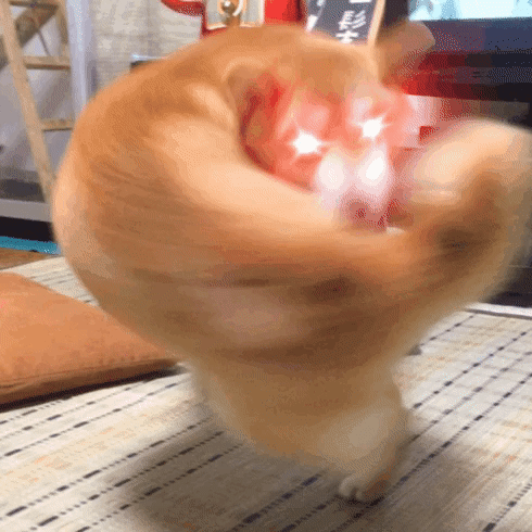 16a2788fc3037f0cb.gif