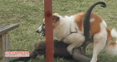 cmt/22/08/20/182b85da7da55a814.gif?used