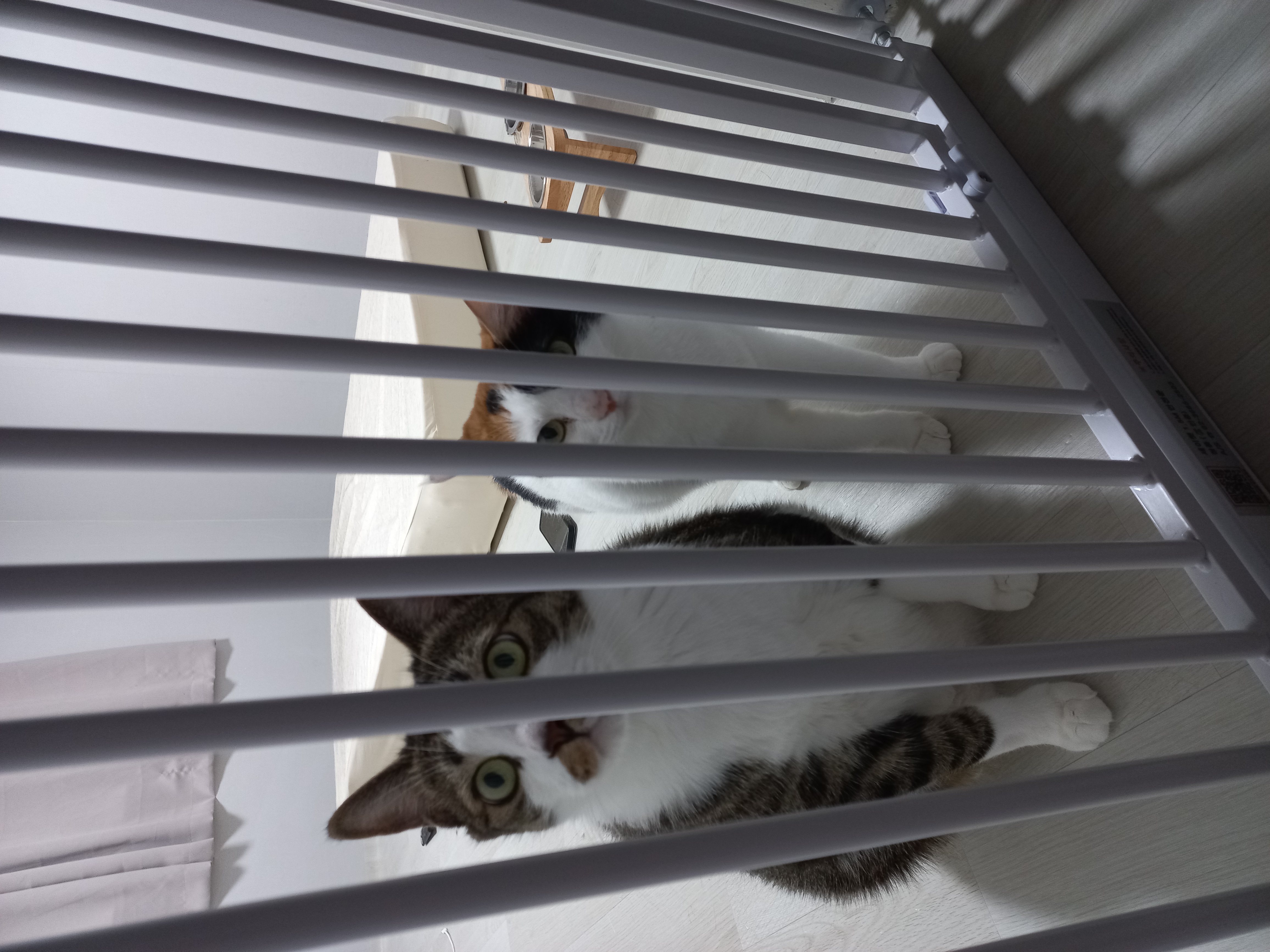 고양이 키우는 집사들이 어그로 끌기좋은 영상