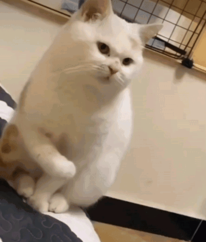cmt/25/02/10/194efe947f3599c0e.gif