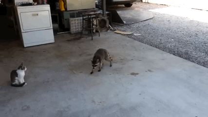 cmt/25/03/27/195d65f5e29a7267.gif