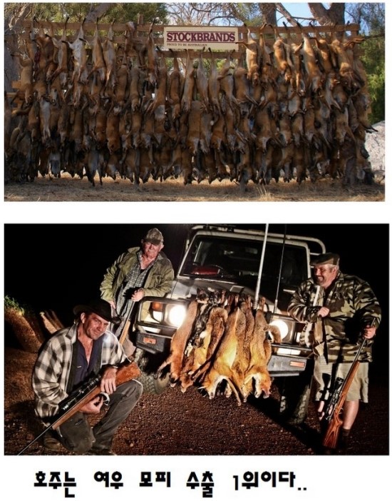 호주의 여우 사냥.jpg_3.jpg