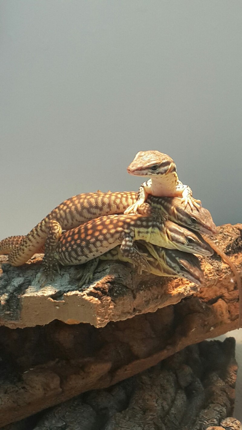 액키모니터를 소개합니다._1.jpg