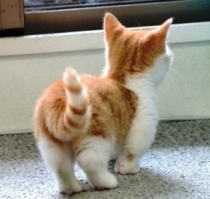 먼치킨 냥이7.jpg