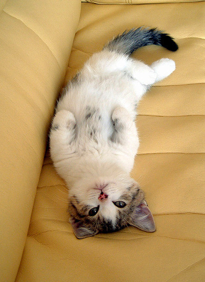 먼치킨 냥이9.jpg