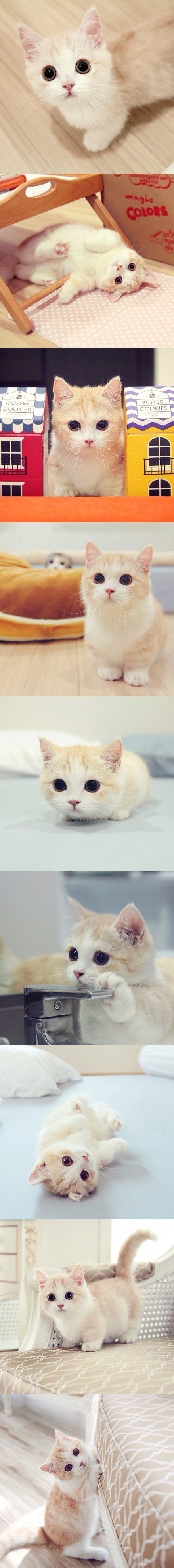 먼치킨 냥이11.jpg