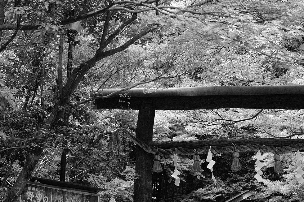 홀로 2박3일 일본 교토 여행사진 72장 (스압주의)_44.jpg