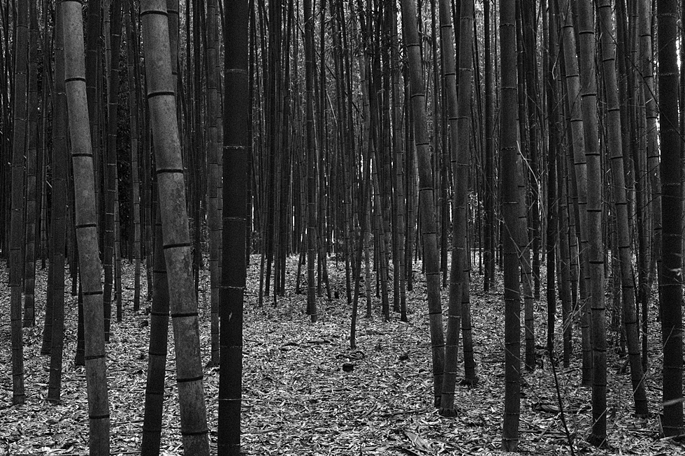 홀로 2박3일 일본 교토 여행사진 72장 (스압주의)_45.jpg