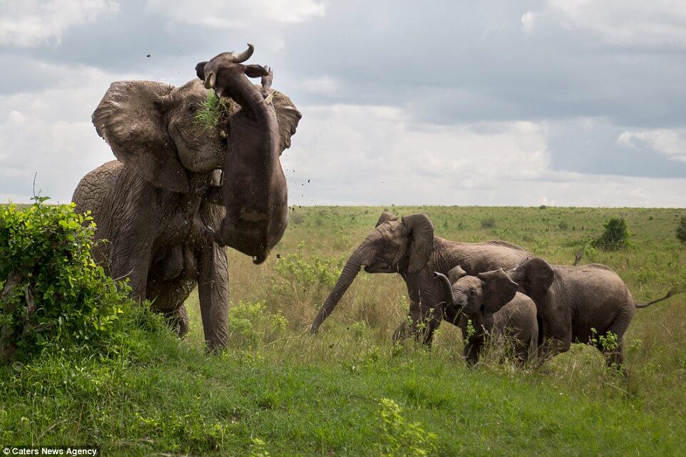 Watch_This_Angry_Elephant_Toss_a_500kg_Buffalo_Like_a_Ragdoll1.jpg