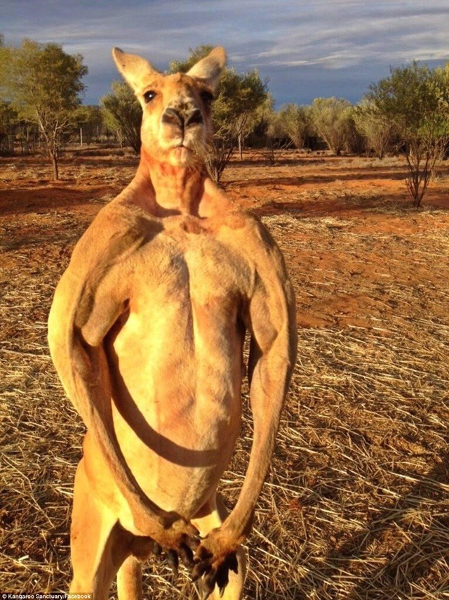 인간은 맨몸으로 붉은 캥거루를 이길수 있을까?_8.jpeg