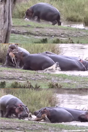 하마에 대해 잘모르는 상식_1.jpg