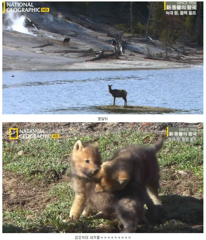 검은 늑대.jpg_12.jpg