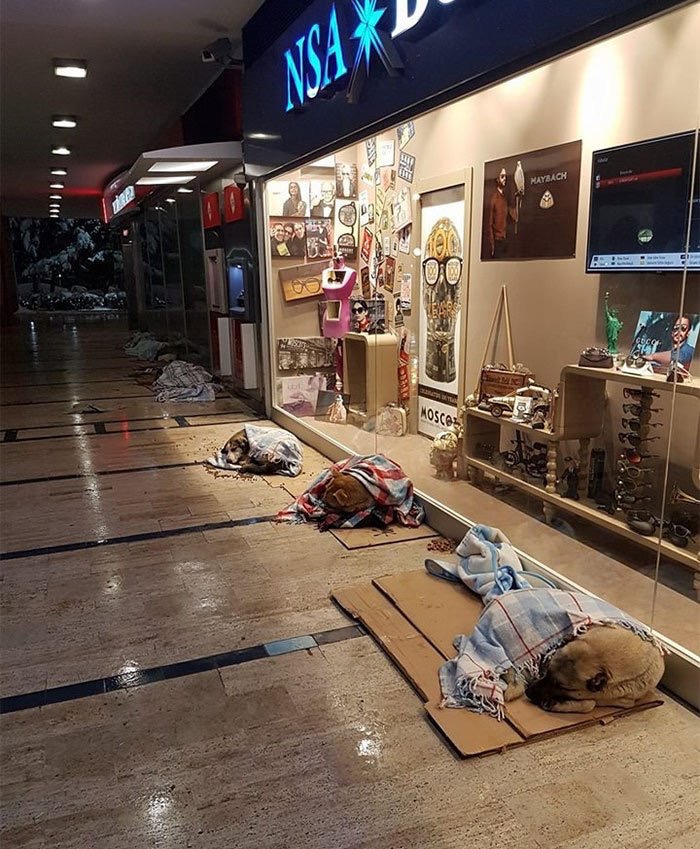 이스탄불의 상가를 점령한 동물들._1.jpg