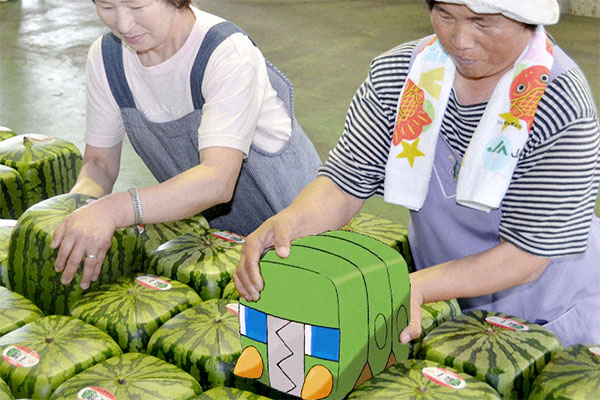 [싱글지향] 전지충이에 대해 알아봅시다!_1.jpg