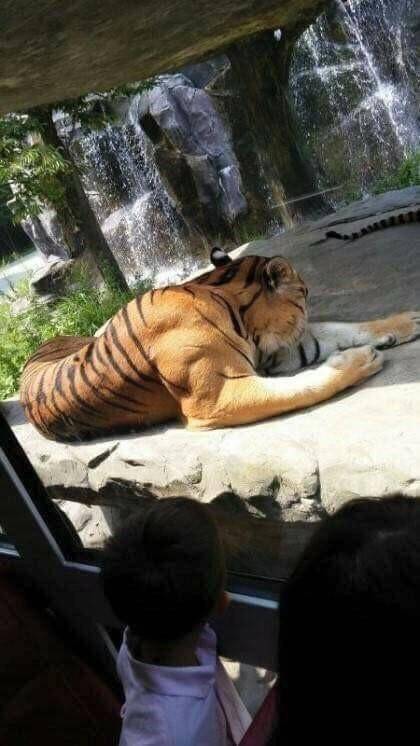 힘세고 강한 호랑이.jpg_2.jpg