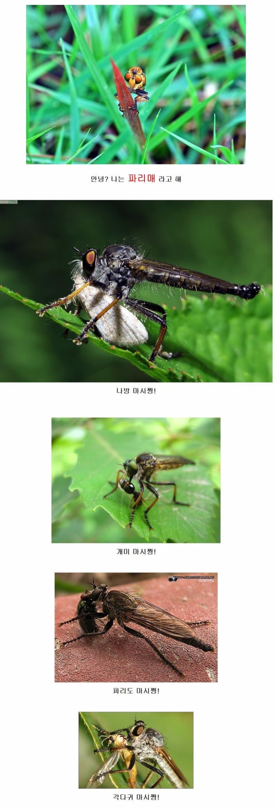 안녕? 난 파리매라고해!!.JPG_1.jpg