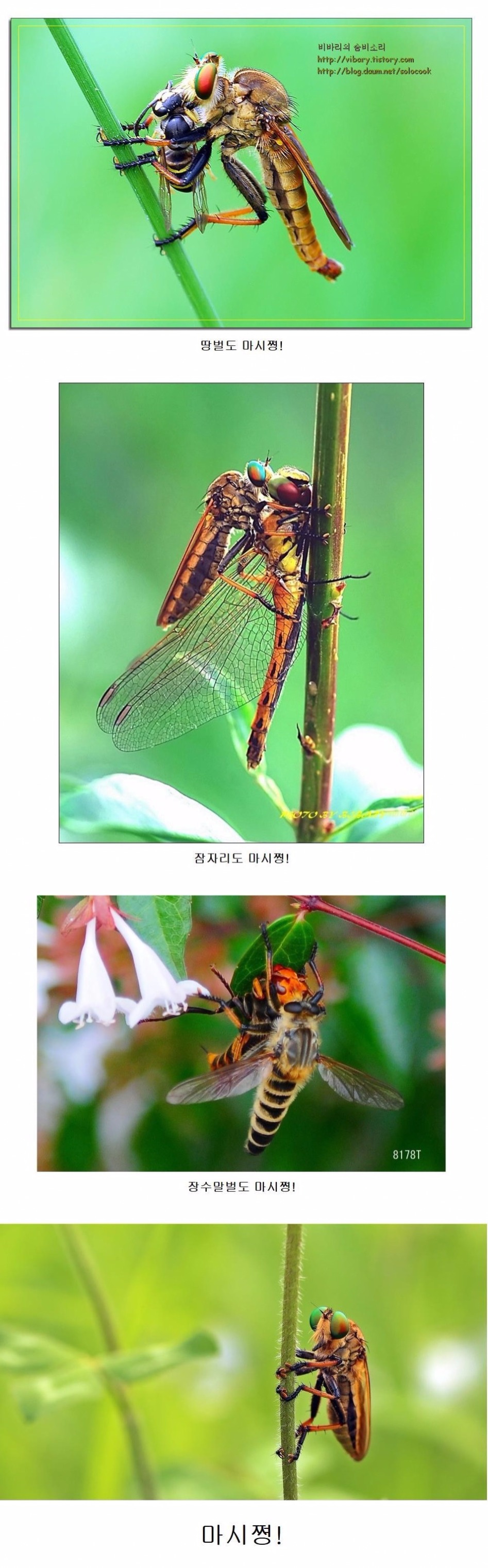 안녕? 난 파리매라고해!!.JPG_3.jpg