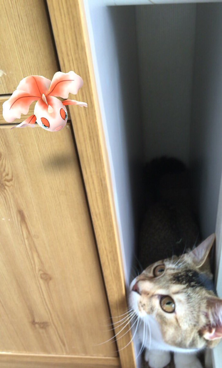 사이버 망령을 보는 고양이_2.jpeg