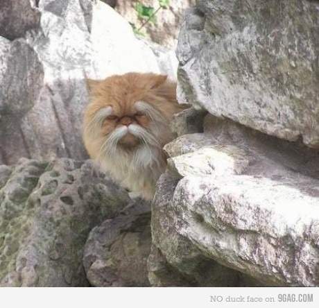 고양이 신령님.JPG_1.jpg