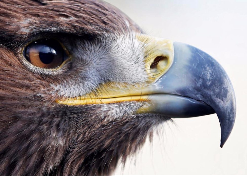 프랑스 공군의 드론 제거 시범._7.jpg