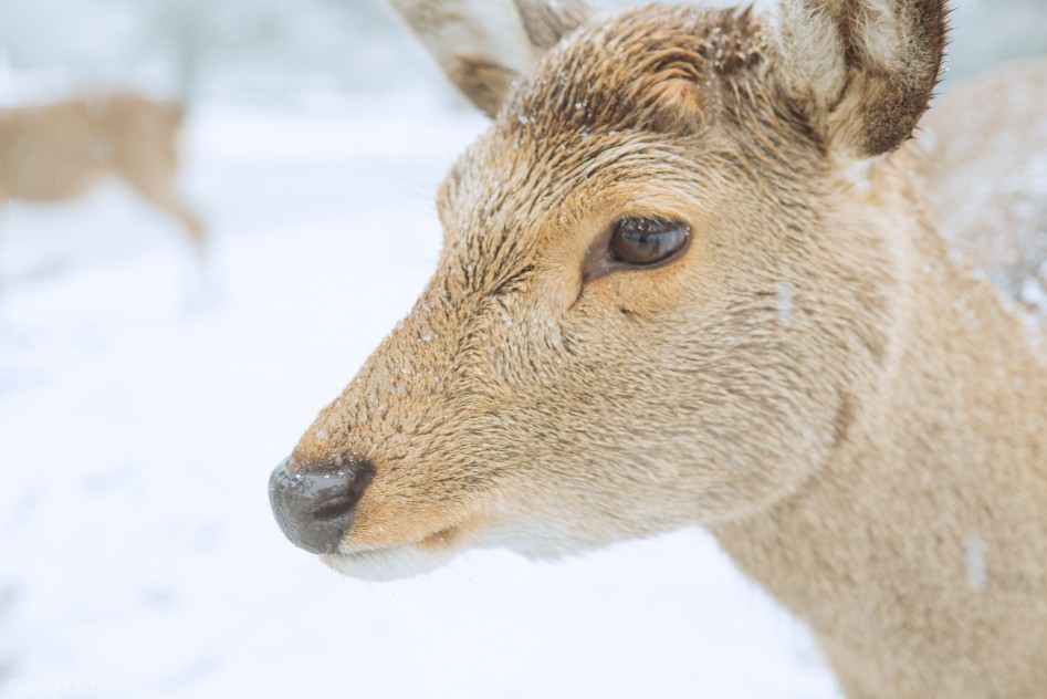 보름간의 일본 사진 15장_2.jpg