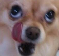 영국여자 샤넌의 착각.jpg_2.png