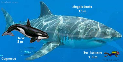 이것이 진정한 메갈이다.고대의 거대 상어 메갈로돈.2.jpg