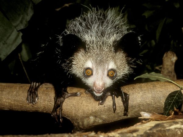 aye-aye-at-night.jpg