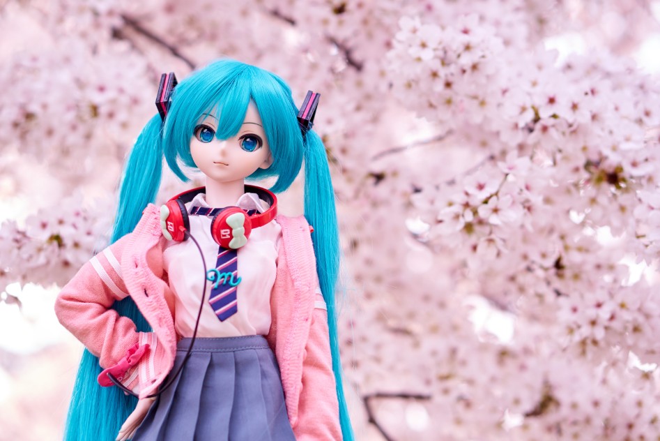 미쿠와 벚꽃 출사_3.jpg