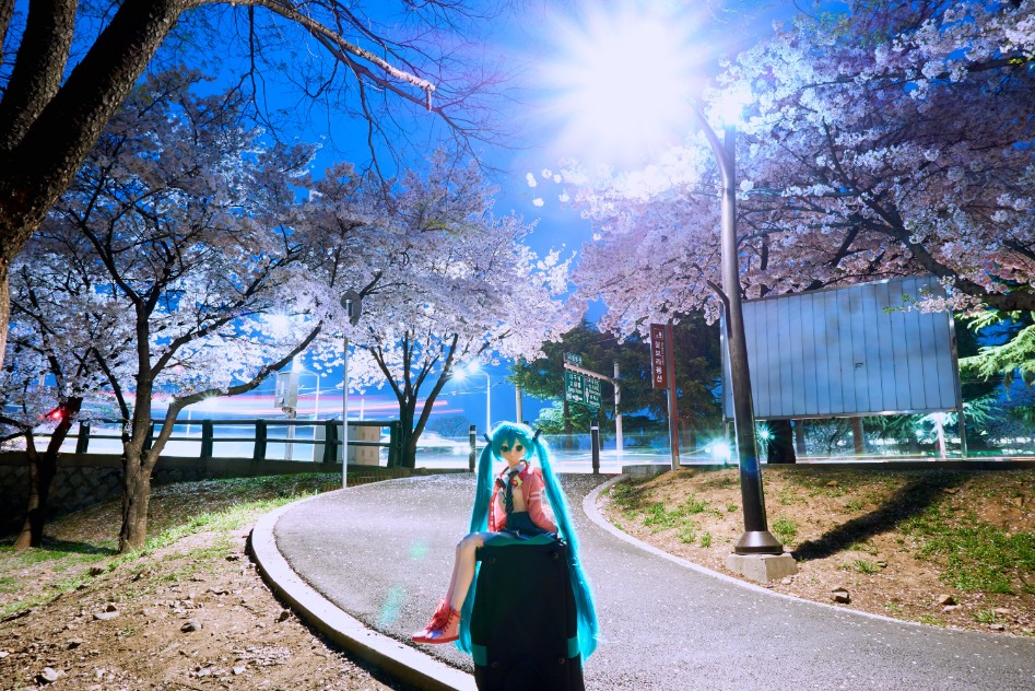 미쿠와 벚꽃 출사_13.jpg