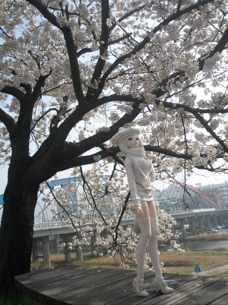 (스압주의)봄의 벗꽃출사 첫째 날 타카네_1.jpg