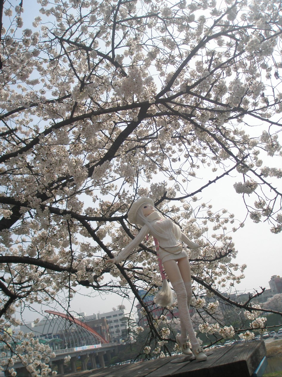 (스압주의)봄의 벗꽃출사 첫째 날 타카네_6.jpg