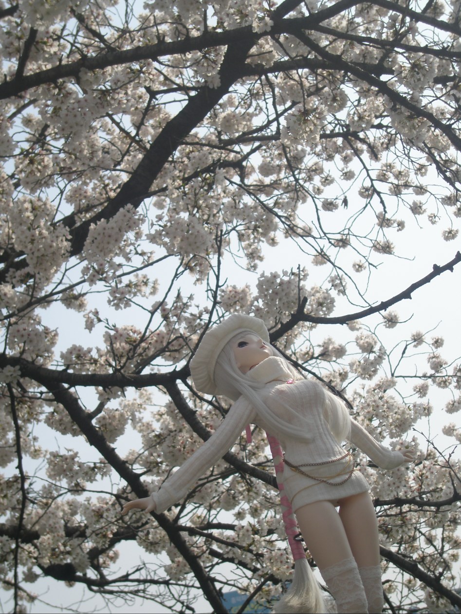 (스압주의)봄의 벗꽃출사 첫째 날 타카네_7.jpg