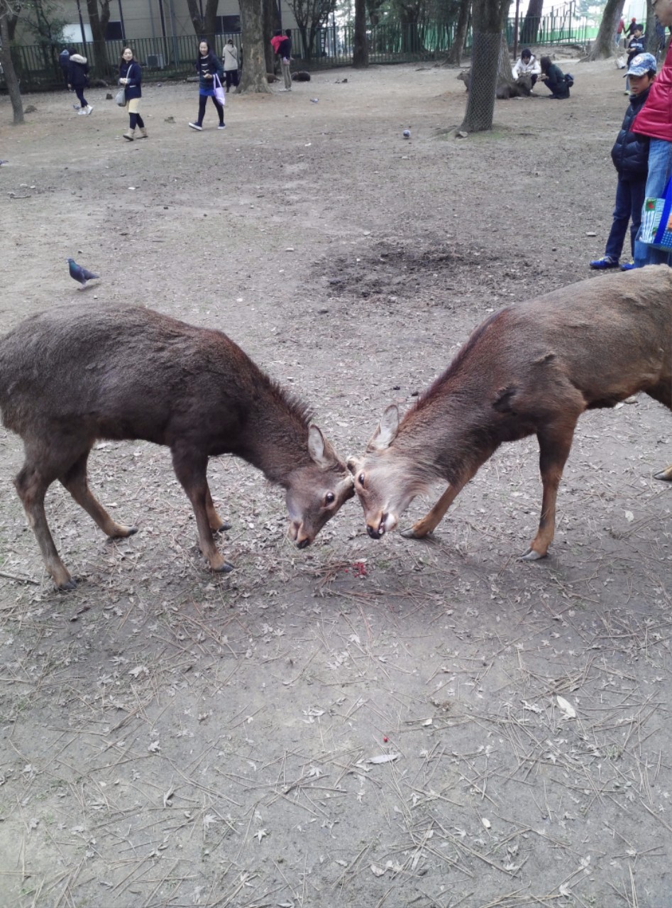 연말연초에 또 애인보러 간뒷북 일본여행이야기 스압 일본설날-오사카-나라 PART3_35.jpg