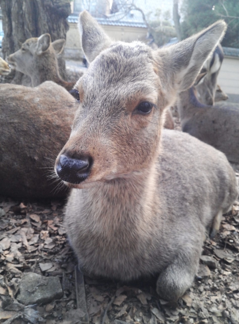 연말연초에 또 애인보러 간뒷북 일본여행이야기 스압 일본설날-오사카-나라 PART3_59.jpg