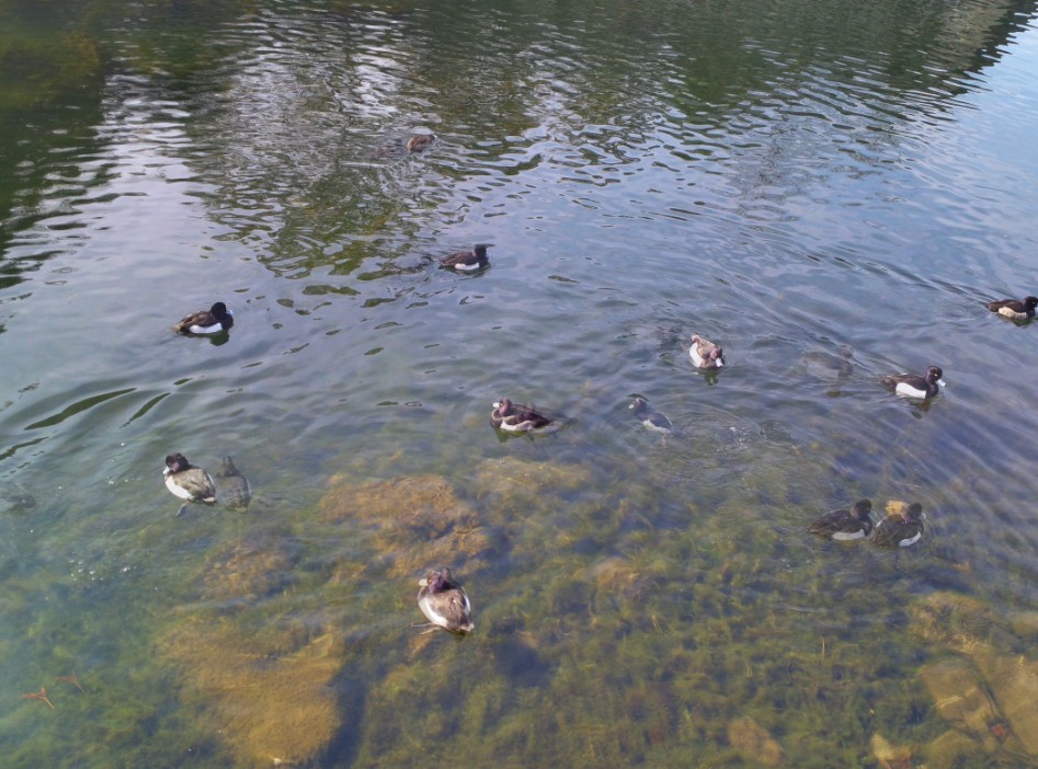 연말연초에 또 애인보러 간뒷북 일본여행이야기 스압 일본설날-오사카-나라 PART3_161.jpg