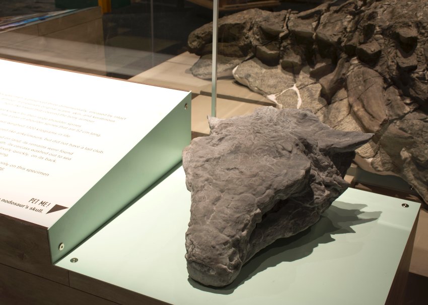 캐나다에서 발견된 공룡 화석.jpg_2.jpg