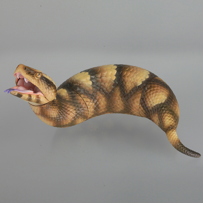 tsuchinoko_06.jpg