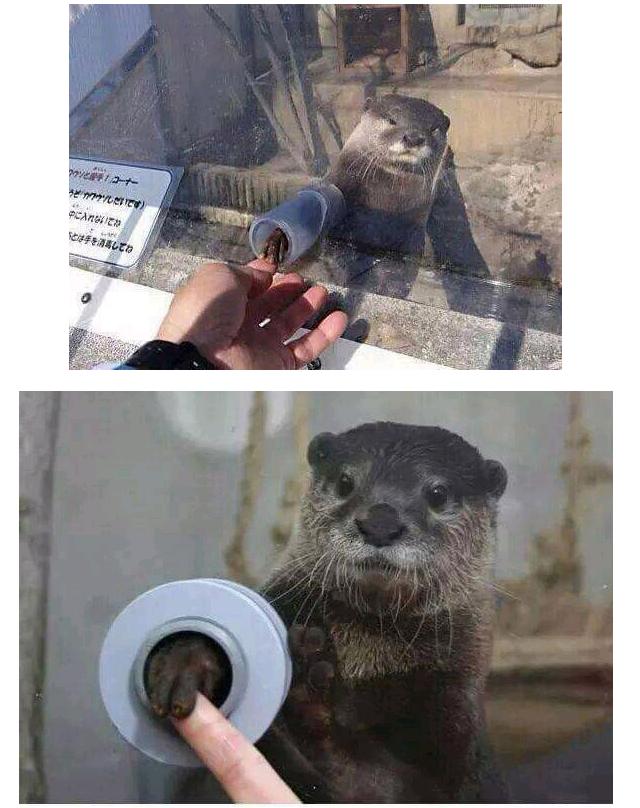 이 수달은무료로 만져줍니다_1.jpg