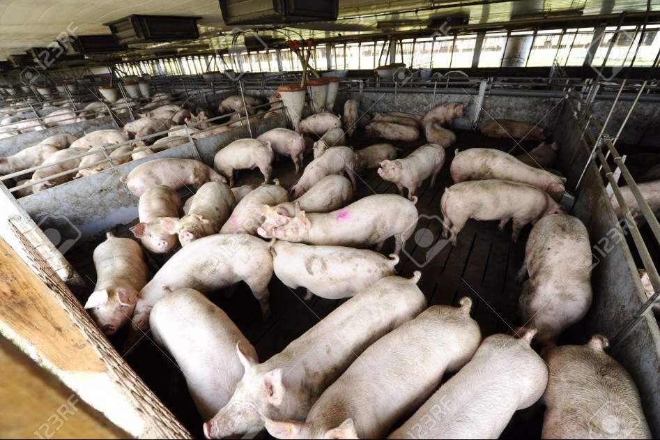 34333861-Lot-of-pigs-in-a-farm-Stock-Photo.jpg